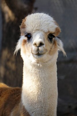Tanganyika_Alpaca_2021_CS2-683x1024.jpg (68.02 KiB) Viewed 306 times Tanganyika_Alpaca_2021_CS2-683x1024.jpg